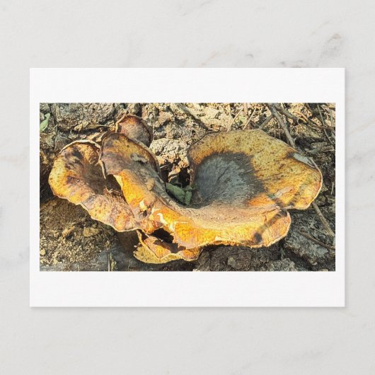 Mushroom-Foto Postkarte (Vorderseite)