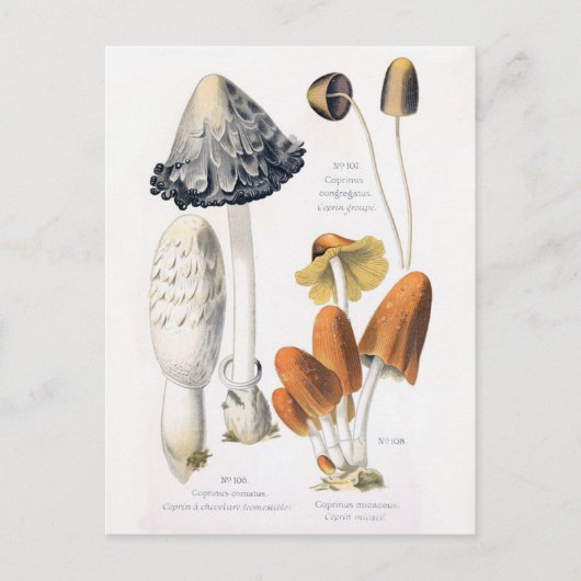 Mushroom Gemüse Vintag Botanische Postkarte (Vorderseite)