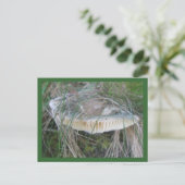 Mushroom Gills Postkarte (Stehend Vorderseite)