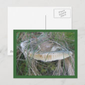 Mushroom Gills Postkarte (Vorne/Hinten)