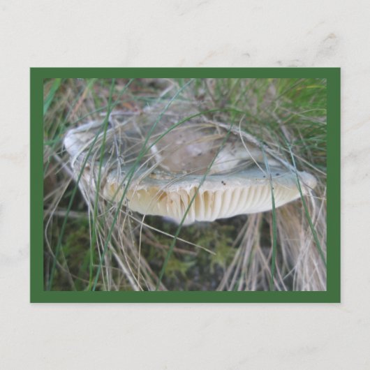 Mushroom Gills Postkarte (Vorderseite)