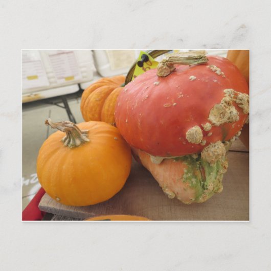 Mushroom Gourd Postkarte (Vorderseite)