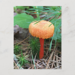 Mushroom Holiday Postkarte