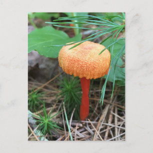 Mushroom Holiday Postkarte