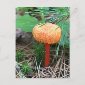 Mushroom Holiday Postkarte