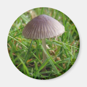 Mushroom Magnet