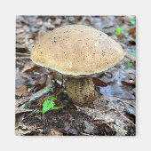 Mushroom Magnet (Vorne)