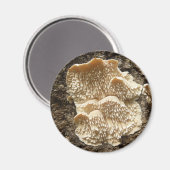 Mushroom Magnet (Vorderseite/Rückseite)