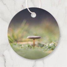 Mushroom Nature Foto