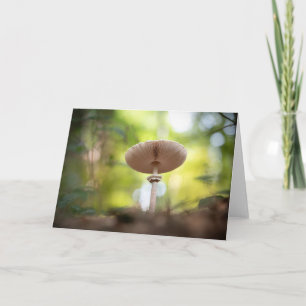 Mushroom Nature Foto Karte