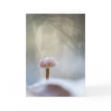 Mushroom Nature Foto