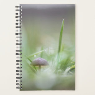 Mushroom Nature Foto Planer