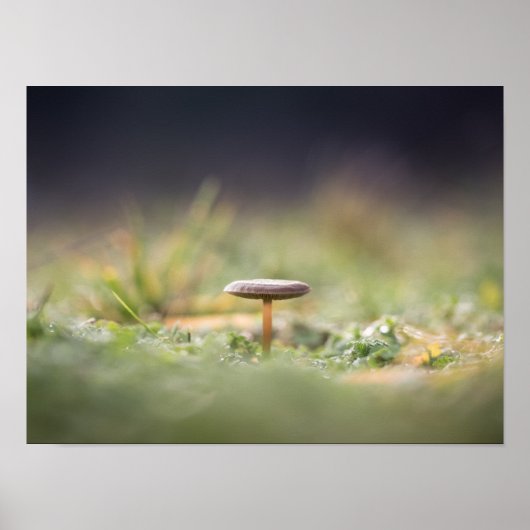 Mushroom Nature Foto Poster (Vorne)
