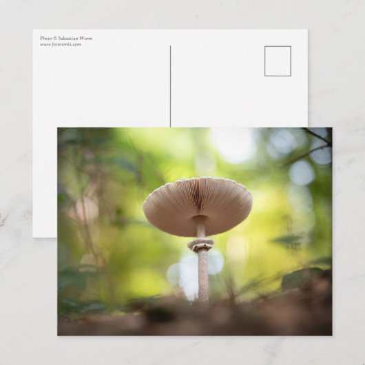 Mushroom Nature Foto Postkarte (Vorne/Hinten)
