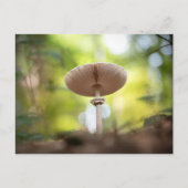 Mushroom Nature Foto Postkarte (Vorderseite)