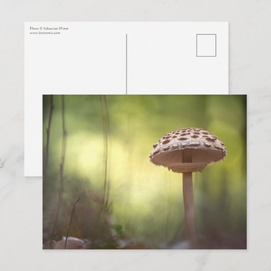 Mushroom Nature Foto Postkarte (Vorne/Hinten)