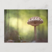 Mushroom Nature Foto Postkarte (Vorderseite)