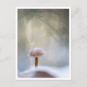 Mushroom Nature Foto Postkarte (Vorderseite)