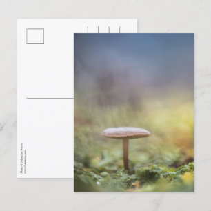 Mushroom Nature Foto Postkarte