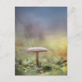 Mushroom Nature Foto Postkarte (Vorderseite)