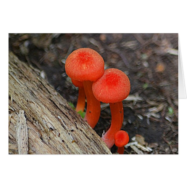 Mushroom Notecard (Vorderseite (Horizontal))