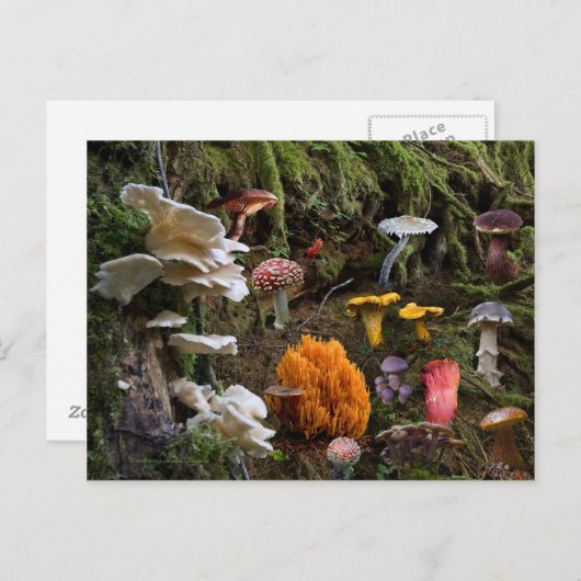 Mushroom Paradise Postkarte (Vorne/Hinten)