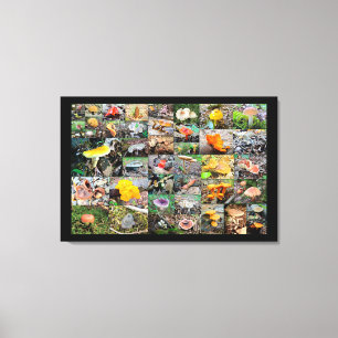 Mushroom Planet - Montgomery Landkreis PA Leinwanddruck