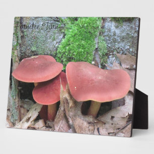 Mushroom Plaque Fotoplatte