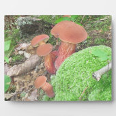 Mushroom Plaque Fotoplatte (Vorderseite)