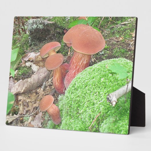 Mushroom Plaque Fotoplatte (Seite)