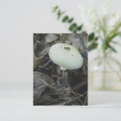 Mushroom Postcard Nr. 2 Postkarte (Stehend Vorderseite)