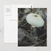 Mushroom Postcard Nr. 2 Postkarte (Vorne/Hinten)