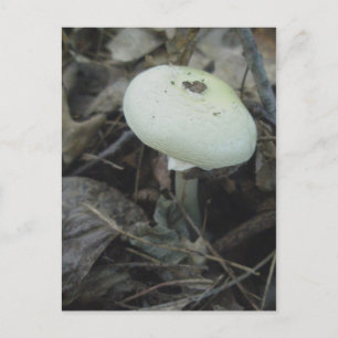 Mushroom Postcard Nr. 2 Postkarte