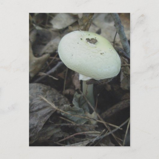 Mushroom Postcard Nr. 2 Postkarte (Vorderseite)