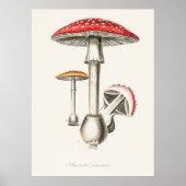 Mushroom Poster (Vorne)