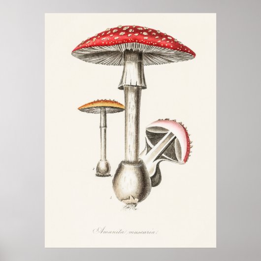 Mushroom Poster (Vorne)