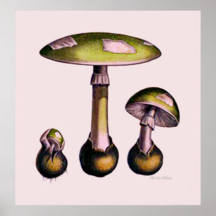 Mushroom Poster Serie 5
