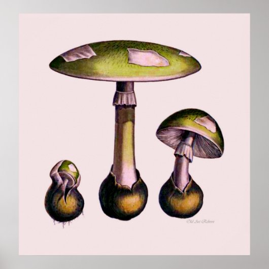 Mushroom Poster Serie 5 (Vorne)