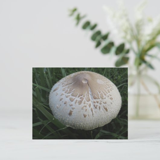 Mushroom Postkarte (Stehend Vorderseite)