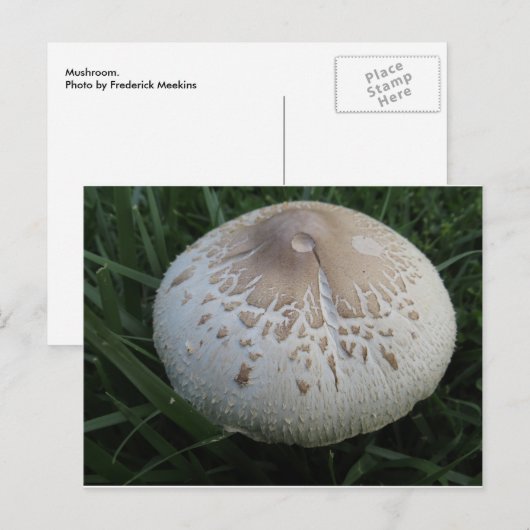 Mushroom Postkarte (Vorne/Hinten)