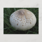 Mushroom Postkarte (Vorderseite)