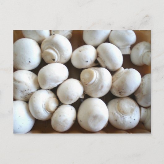 Mushroom Postkarte (Vorderseite)