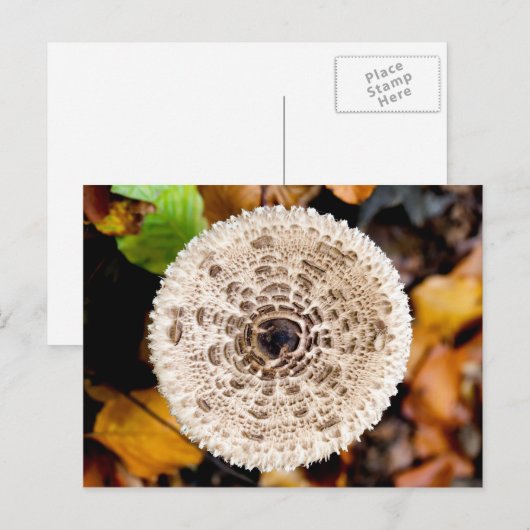 Mushroom Postkarte (Vorne/Hinten)