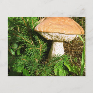 Mushroom Postkarte