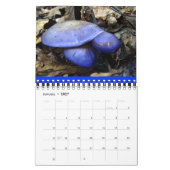 Mushroom Rainbow 2014 Kalender (Jan 2027)