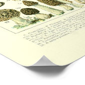 Mushroom Science Illustration - Adolphe Millot Poster (Ecke)