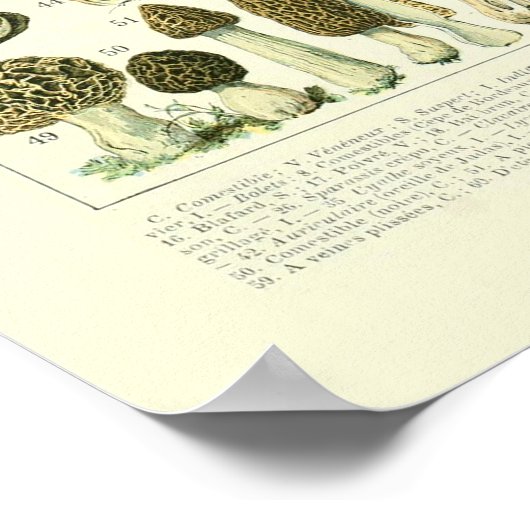 Mushroom Science Illustration - Adolphe Millot Poster (Ecke)