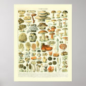 Mushroom Science Illustration - Adolphe Millot Poster (Vorne)