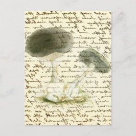 Mushroom-Sketch verblasste Text-boho-Kernmorelle Postkarte