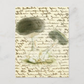 Mushroom-Sketch verblasste Text-boho-Kernmorelle Postkarte (Vorderseite)